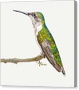 Female Hummingbird Portrait Canvas Print