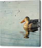 Female Northern Shoveler Duck Facing The Light Canvas Print