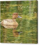 Female Redheaded Duck 2016 Canvas Print