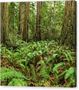 Ferns And Redwoods Panorama Canvas Print