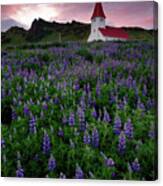 Field Of Lupine Wildflowers Surrounding Church In Iceland At Sunset Canvas Print