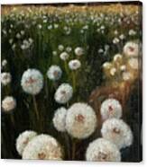 Field Of Wishes Canvas Print