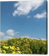 Field With Yellow Marguerite Daisy Blooming Flowers Against And Blue Cloudy Sky. Spring Landscape Nature Background Canvas Print