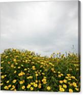 Field With Yellow Marguerite Daisy Blooming Flowers Against Cloudy Sky. Spring Landscape Nature Background Canvas Print