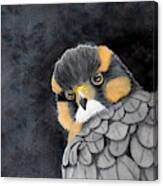 Fierce Little Falcon Watercolor Canvas Print
