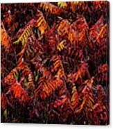 Fiery Sumac Canvas Print