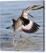 Fight Between Two Willets Canvas Print