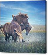 Fighting Mustangs On The Outer Banks Canvas Print
