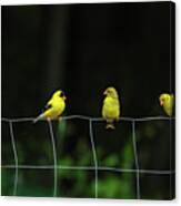 Finch Fence Canvas Print