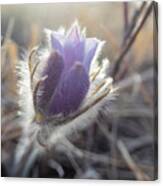 First Spring Prairie Crocus Flower Canvas Print