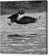 Fish Eagle In Flight - Monochrome Canvas Print