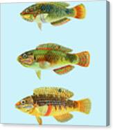 Fish In Bright Colors Canvas Print