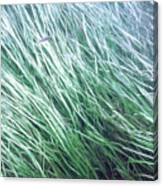 Fish In The Grass - Delaware Water Gap Canvas Print