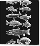 Fish Species Chart In Black And White Canvas Print