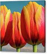 Five Calypso Tulips Canvas Print