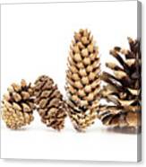 Family - Five Different Pine Cones Standing In Row Canvas Print