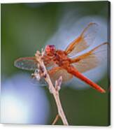 Flame Skimmer Dragonfly 3 Canvas Print