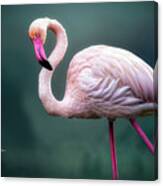 Flamingo Artistry Canvas Print