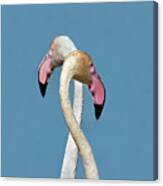 Flamingo Couple Canvas Print
