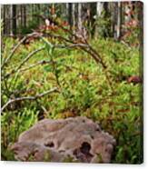 Flat And Low. Fused Polypore Canvas Print