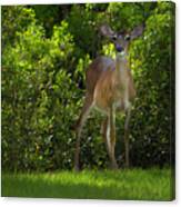 Florida Deer Canvas Print