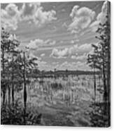 Florida Everglades 5210bw Canvas Print