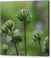 Flower Buds And Bokeh Canvas Print