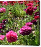 Purple-pink Giant Tecolote Ranunculus Flowers Canvas Print