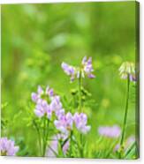 Flower Photography - Spring Field Canvas Print