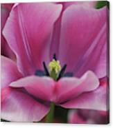 Flower Power. Triumph Tulip Rousillion Canvas Print