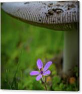 Flower Under Mushroom Canvas Print
