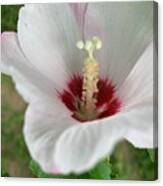 Flower Up Rose Of Sharon Canvas Print