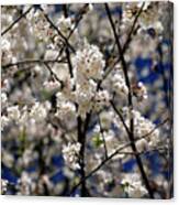 Flowering Cherry Blossoms Canvas Print