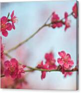 Flowering Japanese Apricot Canvas Print