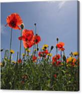 Flowers Field Of Poppies With Sky Blue Canvas Print