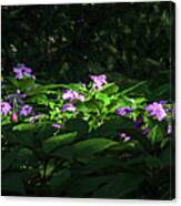 Flowers In Shade And Sun Canvas Print