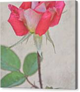 Flowers Of Socal - Red Pink Rose Portrait Canvas Print