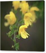 Flowers Of Yellow Bush Penstemon Canvas Print