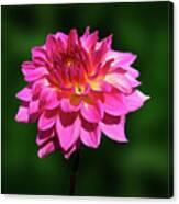 Flowers Photography-39 Canvas Print