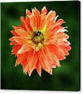 Flowers Photography-40 Canvas Print