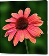 Flowers Photography-74 Canvas Print