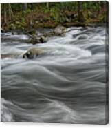 Flowing Through The Forest Canvas Print