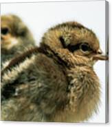 Fluffy Baby Chicks Canvas Print