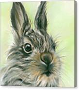 Fluffy Young Hare Portrait Canvas Print