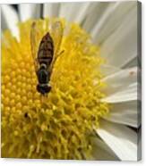 Fly And Flowers Canvas Print