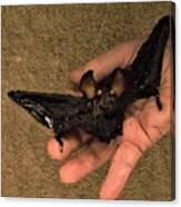 Flying Bat In Hand Canvas Print