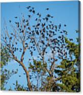 Flying Flock Of Common Grackles Canvas Print