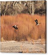 Flying Geese In The Bosque Canvas Print