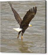 Flying Out Of The Susquehanna River Crop Canvas Print