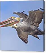 Flying Brown Pelicans #1 Canvas Print